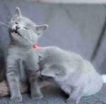 We have male and female Russian blue kittens ready